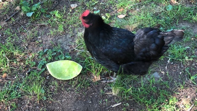 サーカスチキンと呼ばれていた