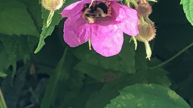 ハチが嬉しそう