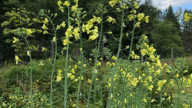 ブロッコリーの花 ブロッコリーの花