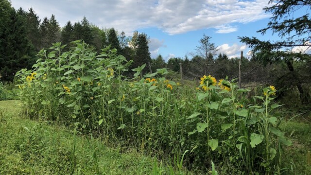 窓から見るのはこの景色。 ひまわり