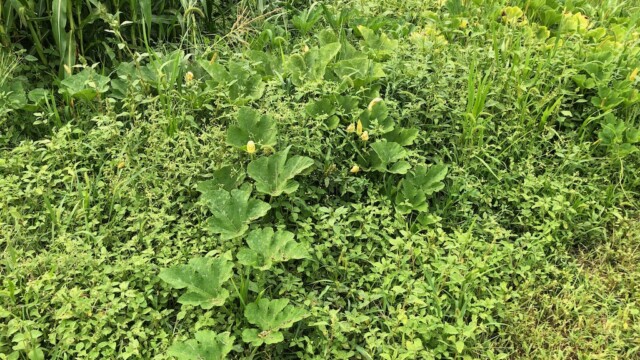 この中にカボチャがいます。 草のベット